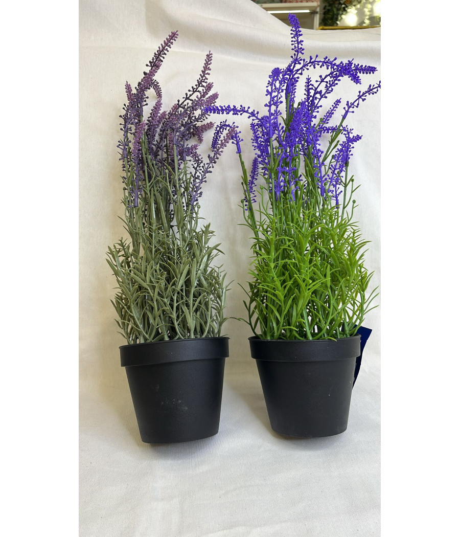 Maceta Lavanda